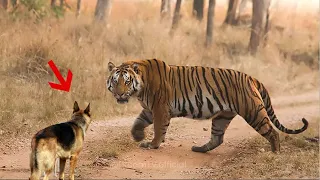 Tiger attacks a German Shepherd dog!!!