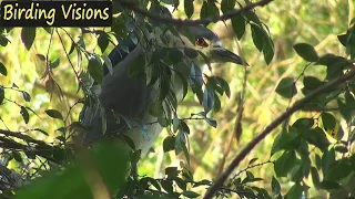 Morning on the Bayou - Birds and Alligators