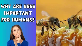 Why are bees important for humans? All about bees. #bees #honeybees