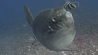 Mola Mola Bali