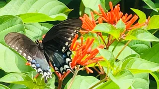 AVOID THESE 4 MISTAKES | Butterfly Garden Basics
