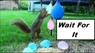 Water Balloons Explode On Squirrel Big Splash of Wet Stuff