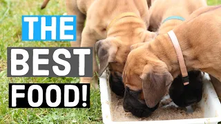 The BEST food for Great Danes | Great Dane Care