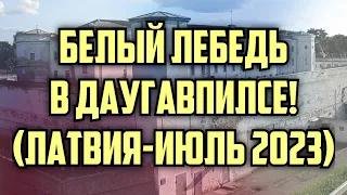 БЕЛЫЙ ЛЕБЕДЬ В ДАУГАВПИЛСЕ! (ЛАТВИЯ-ИЮЛЬ 2023) | КРИМИНАЛЬНАЯ ЛАТВИЯ