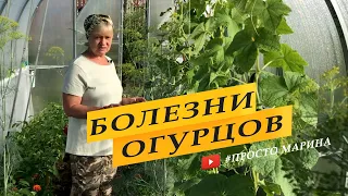 Болезни огурцов. Определяем и лечим.