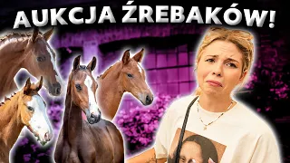 KUPIMY ŹREBAKA? 🐴 | Aukcja źrebaków w Baborówku 💵 | Stacja kąpieli koni 💦