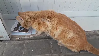 INCREDIBLE The intimate communication between homeless street cats will melt your heart!