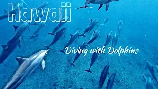 Swimming with Dolphins in Hawaii! (GoPro Hero 6)