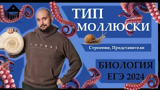 Тип МОЛЛЮСКИ для ЕГЭ 2024 |ЕГЭ БИОЛОГИЯ|Freedom|