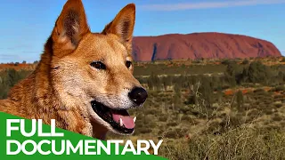 Wild Australia | Wild Ones | Episode 6 | Free Documentary Nature