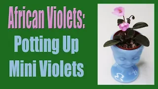 African Violets: Potting Up Mini Violets