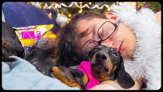 Christmas hangover! Cute & funny dachshund dog video!