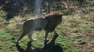 Лев спугнул одного тигра, второй пришел разобраться) Тайган The lion scared off one tiger) Taigan