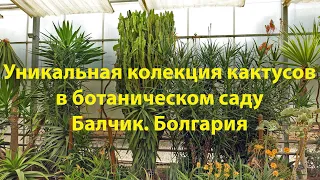 🇧🇬 Уникальная коллекция кактусов в ботаническом саду Балчика. Болгария 2022. OK-TV