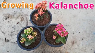 Growing Kalanchoe : A Popular Flowering  Succulent Plant