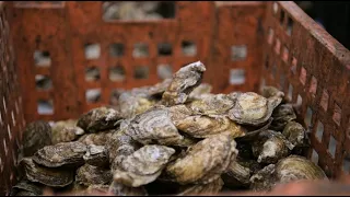 Breeding Better Oysters