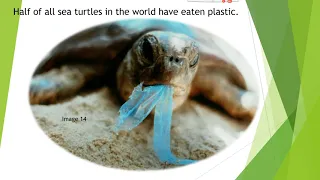 Negative Impacts of Single Use Plastic Bags on Sea Turtles