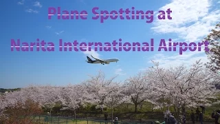 【4K UHD】成田国際空港 さくらの山公園 【満開の桜と飛行機】