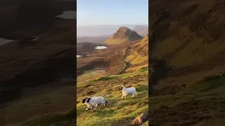 the sheep on the Nature 😍#shorts #قصص #animals #sheep #nature