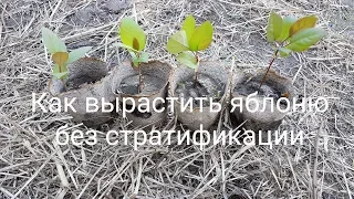 Как вырастить яблоню из косточки