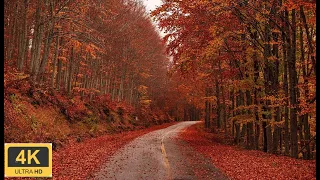 4K Autumn Forest - Relaxing Nature Video 🍁🍂 Increíbles Colores de Otoño 🍁🍂