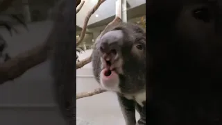 There's no way Koalas sound like this