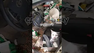 pov друг позвал на дачу #коты #мемы #рекомендации