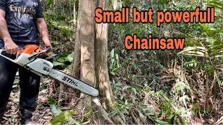 Stihl ms 382 / tebang dan potong pohon kayu#chainsaw