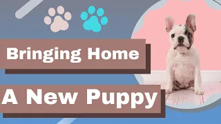 Bringing Home A New Puppy -Care and Training Tips