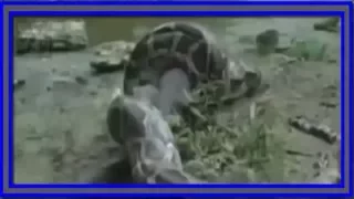 Anaconda vs Crocodile Fight   Anaconda Kill Crocodile