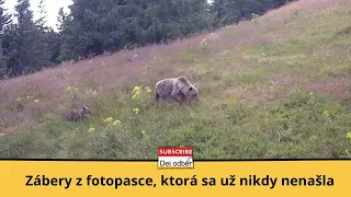 Zábery z fotopasce, ktorá sa už nikdy nenašla ❓ Dolný Liptov 🎥 Medvede, jelene, vlk 🐻🦌🐺