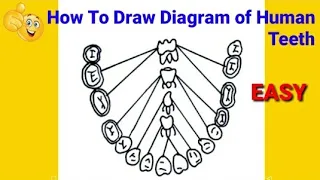 how to draw teeth diagram | how to draw labelled diagram of human teeth | teeth diagram in easy way