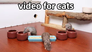 Cat TV🐭rat running across screen🐭cat game to relax your pets