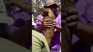 Volunteers brave volcano eruptions to save abandoned pets in Indonesia