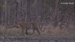 Tiger attack on wild boar | #nationalpark #penchtigerreserve