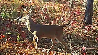 Camping and Hunting at Oakmulgee W.M.A. in The Talladega National Forest! #publiclands #deerhunting