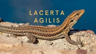 Как содержать живородящую ящерицу дома. Чем кормить. Lacerta agilis