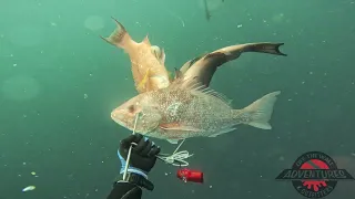 Spearfishing Charter - OTWA - Florida Middle Grounds - Oct 22, 2023