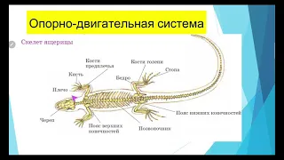 Биология 7 класс. Класс Пресмыкающиеся.