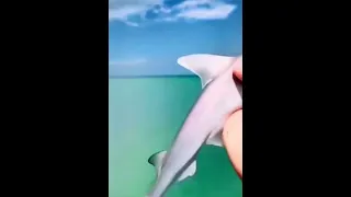 Have you ever seen a baby hammerhead shark? 😳😍 | Viral TikToks