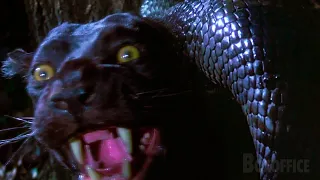 L'Anaconda mange une panthere noire | Anaconda, le prédateur |