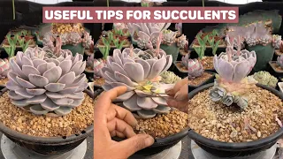 Useful Tips For Succulents - Part 38 | 多肉植物 | 다육이들 | Suculentas