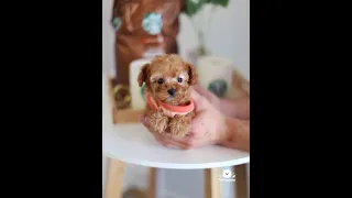 Nelly is one pretty puppy - Teacup female Poodle