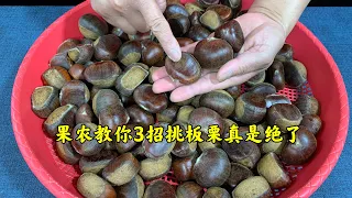 如何挑板栗？怎样去皮快？果农教你3招，挑的准去皮快还是果农最厉害