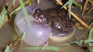 Anfíbios vocalizando / amphibians vocalizing.