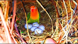 African Lovebirds Made a Amazing Nest Under Breeding Box | Hatched Eggs