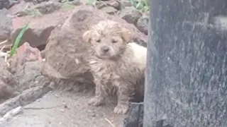 With his fur covered in mud, the puppy stood trembling behind the electric pole asking for help