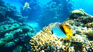 На что снимать подводный мир Красного моря -  Египет 2021 подводная съемка кораллового рифа и рыбок