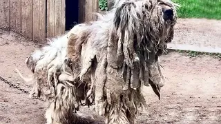 Poor Dog with Severely Matted Fur was Found Chained in an Abandoned House