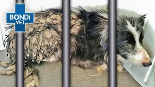 Rescue Dog Locked in Cage His Entire Life 💔  | Vet on the Hill Clips | Bondi Vet